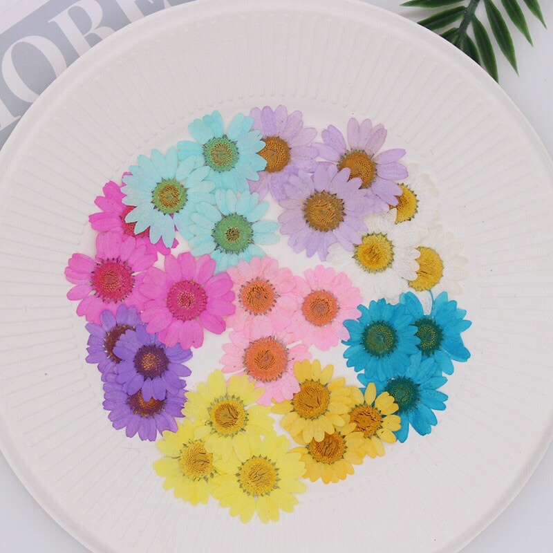 Pressed Flower Daisy