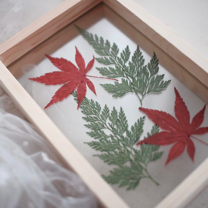 Pressed Leaves Fern Maple 